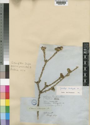 Kew Gardens K000307139:  Drege [s.n.] South Africa