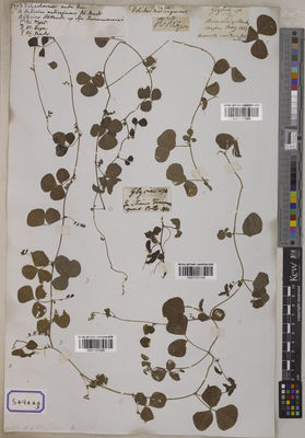 Kew Gardens K001121096:  s.coll. [Cat. no. 5494]