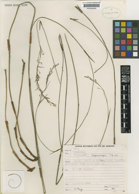 Kew Gardens K000584520:  Brade, A.C. [67049] Brazil