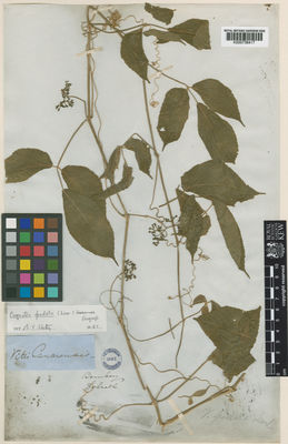 Kew Gardens K000736417:  Dalzell, N.A. [s.n.] India