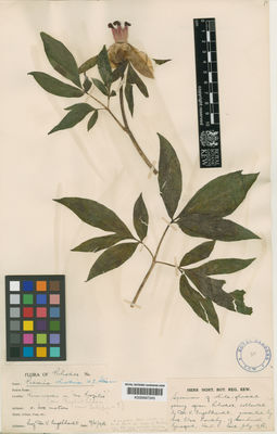 Kew Gardens K000687245:  Engelhardt, V. [s.n.] Greece