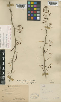 Kew Gardens K000247335:  Collett, H. [538] Burma