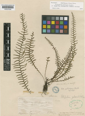 Kew Gardens K000575569:  Spruce, R. [5712] Ecuador