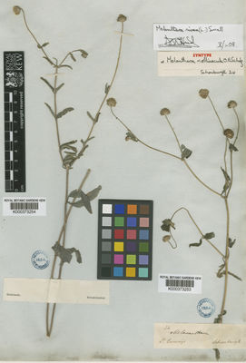 Kew Gardens K000373254:  Frierichsthal [s.n.] Guatemala