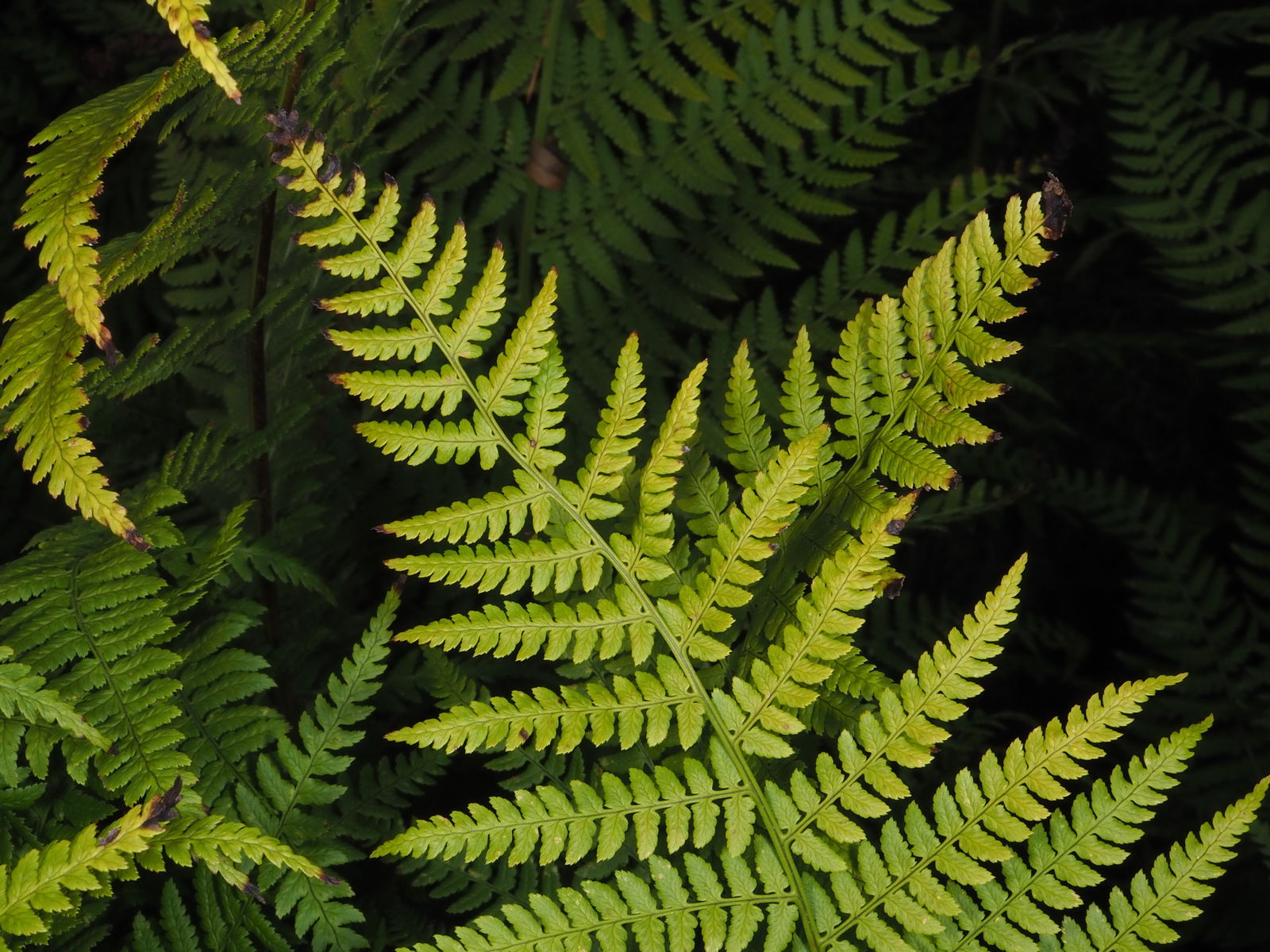 Dryopteris Pallida Subsp. Raddeana (fomin) E.nardi 