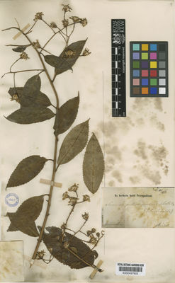 Kew Gardens K000497603:  Riedel [s.n.] Brazil