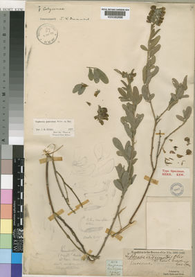 Kew Gardens K000262686:  Speke; Grant [414]