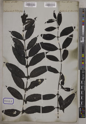 Kew Gardens K001125219:  s.coll. [Cat. no. 8313]