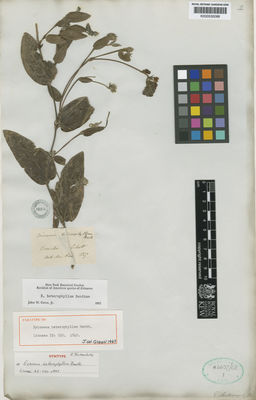 Kew Gardens K000530088:  Schott [s.n.] Brazil