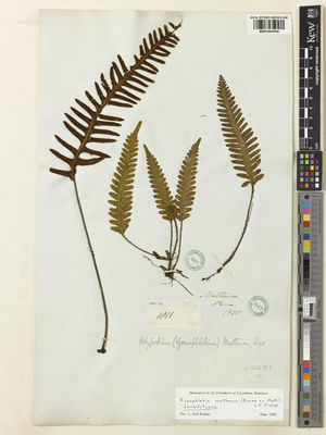 Kew Gardens K001044354:  Matthews, A. [1811] Peru