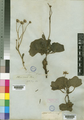 Kew Gardens K000306995:  Drege [s.n.] South Africa