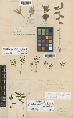 Kew Gardens K000741191:  Edgeworth, M.P. [181] India