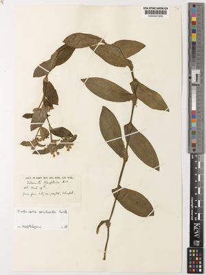 Kew Gardens K000501905:  s.coll. [s.n.]