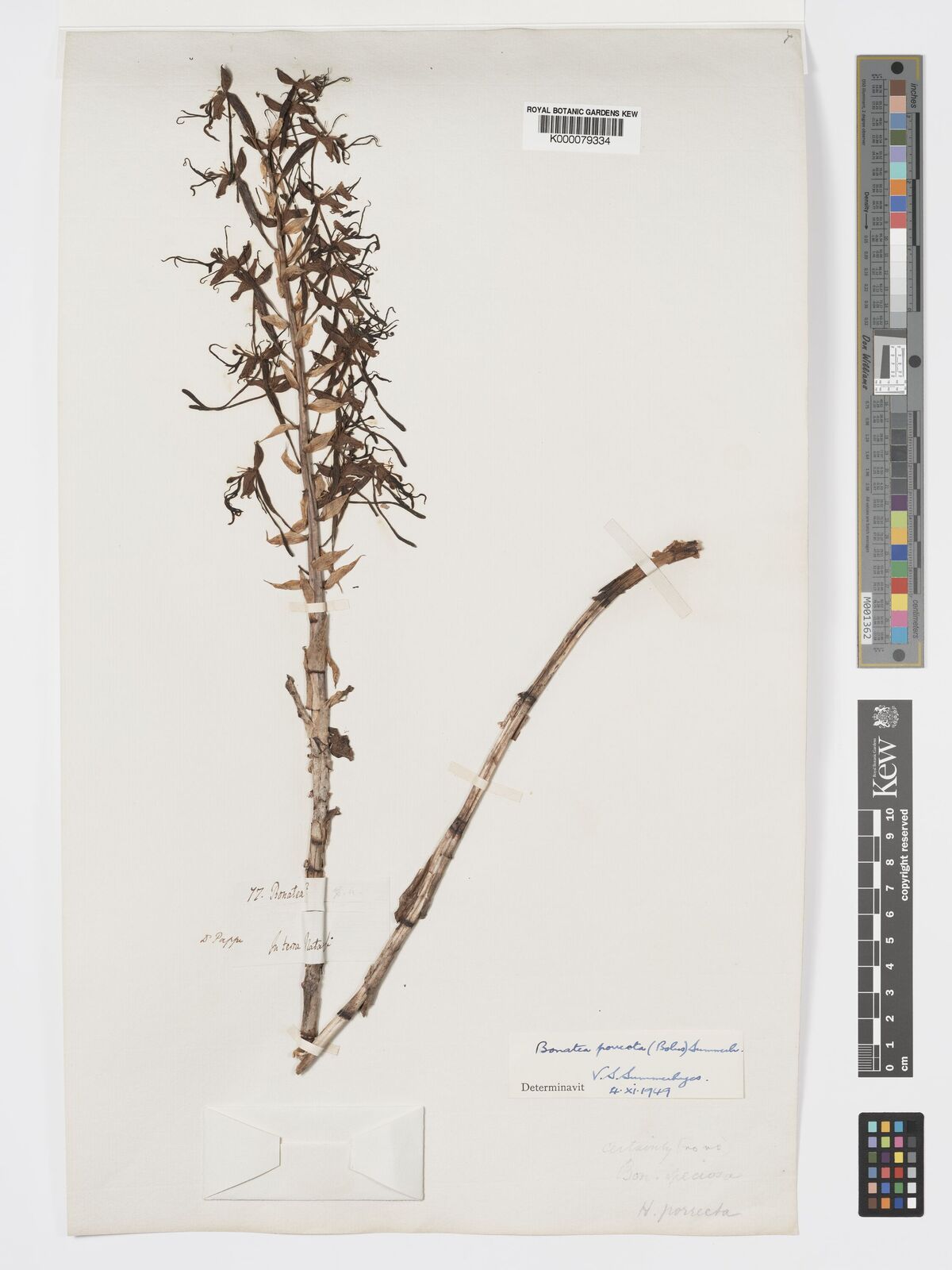 Kew Gardens K000079334:  Pappe [77] South Africa