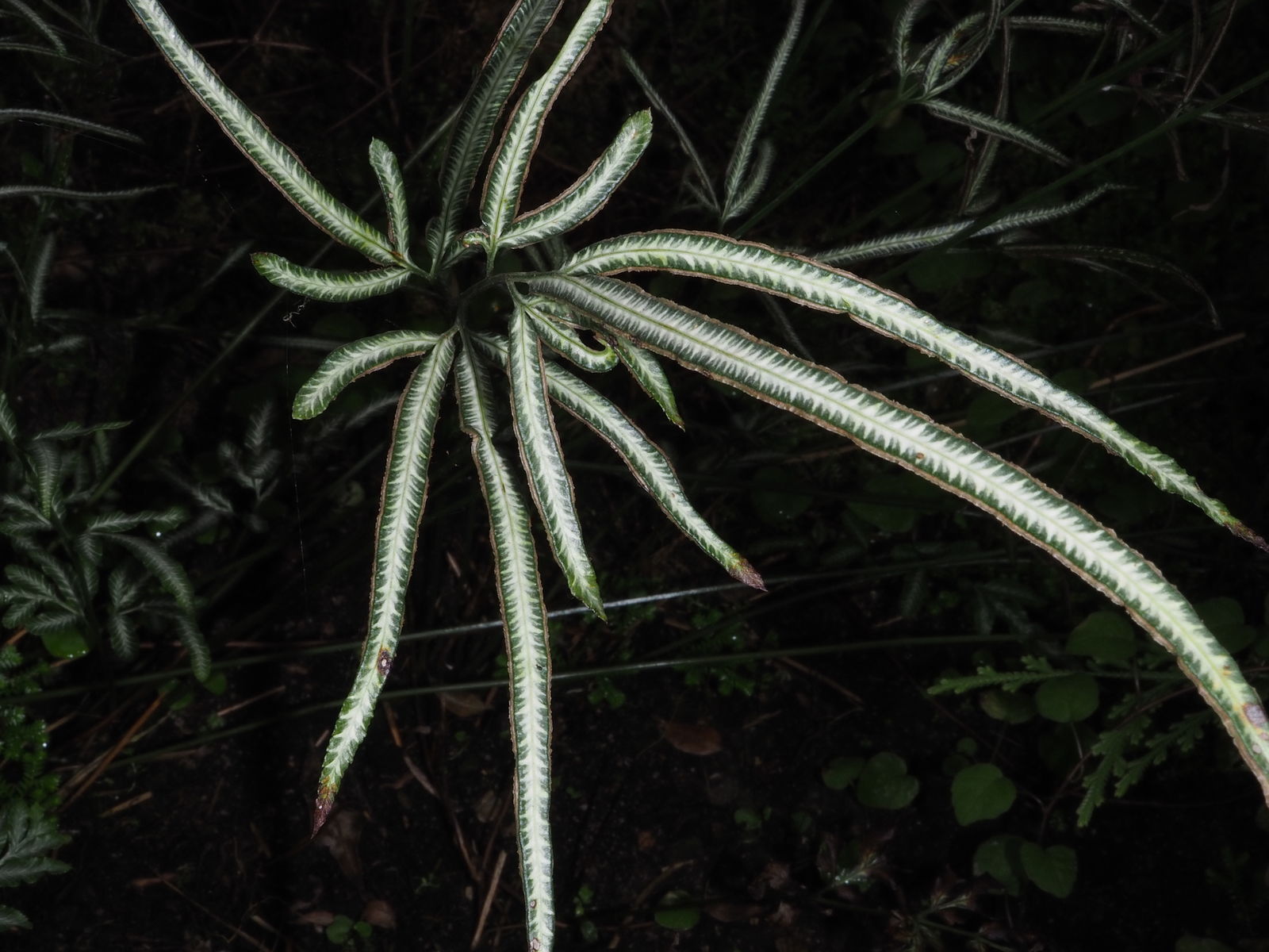 © copyright of the Board of Trustees of the Royal Botanic Gardens, Kew.