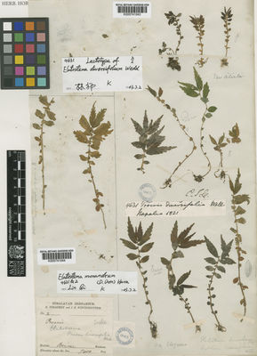 Kew Gardens K000741044:  Strachey, R.; Winterbottom, J.E. [2] India