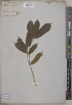 Kew Gardens K001127404:  s.coll. [Cat. no. 7494]