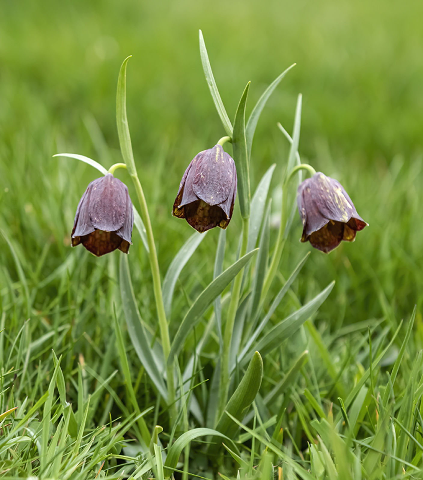 Fritillaria pyrenaica L. | Plants of the World Online | Kew Science