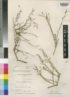 Kew Gardens K000431436:  Pampanini, R.; Pichi-Sermolli, R. [1824] Libya