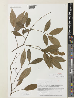Kew Gardens K000331907:  Nic Lughadha, E.; Mello-Silva, R.; Stannard, B.L.; Assis, M.C.; Kollmann, L. [195] Brazil