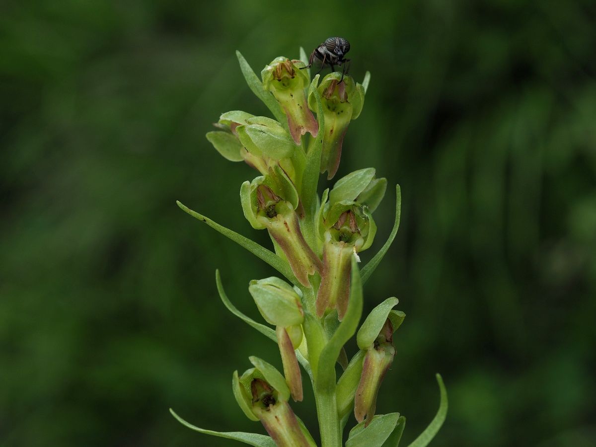 © copyright of the Board of Trustees of the Royal Botanic Gardens, Kew.