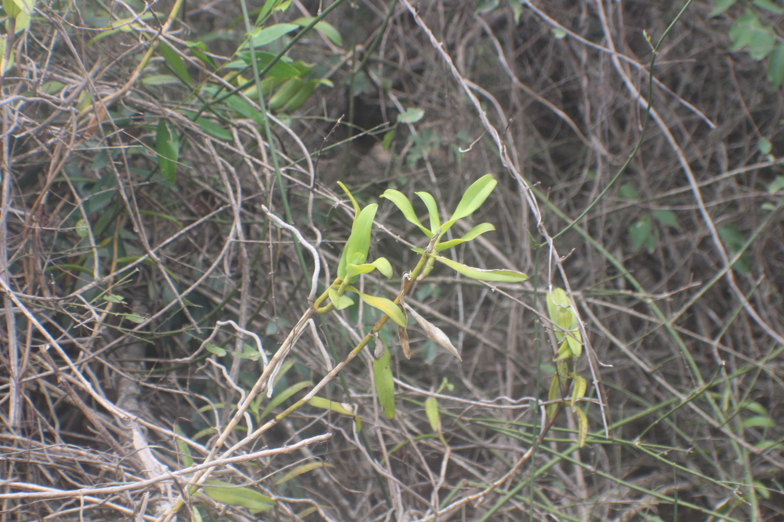 Taprobanea spathulata (L.) Christenson | Plants of the World Online ...