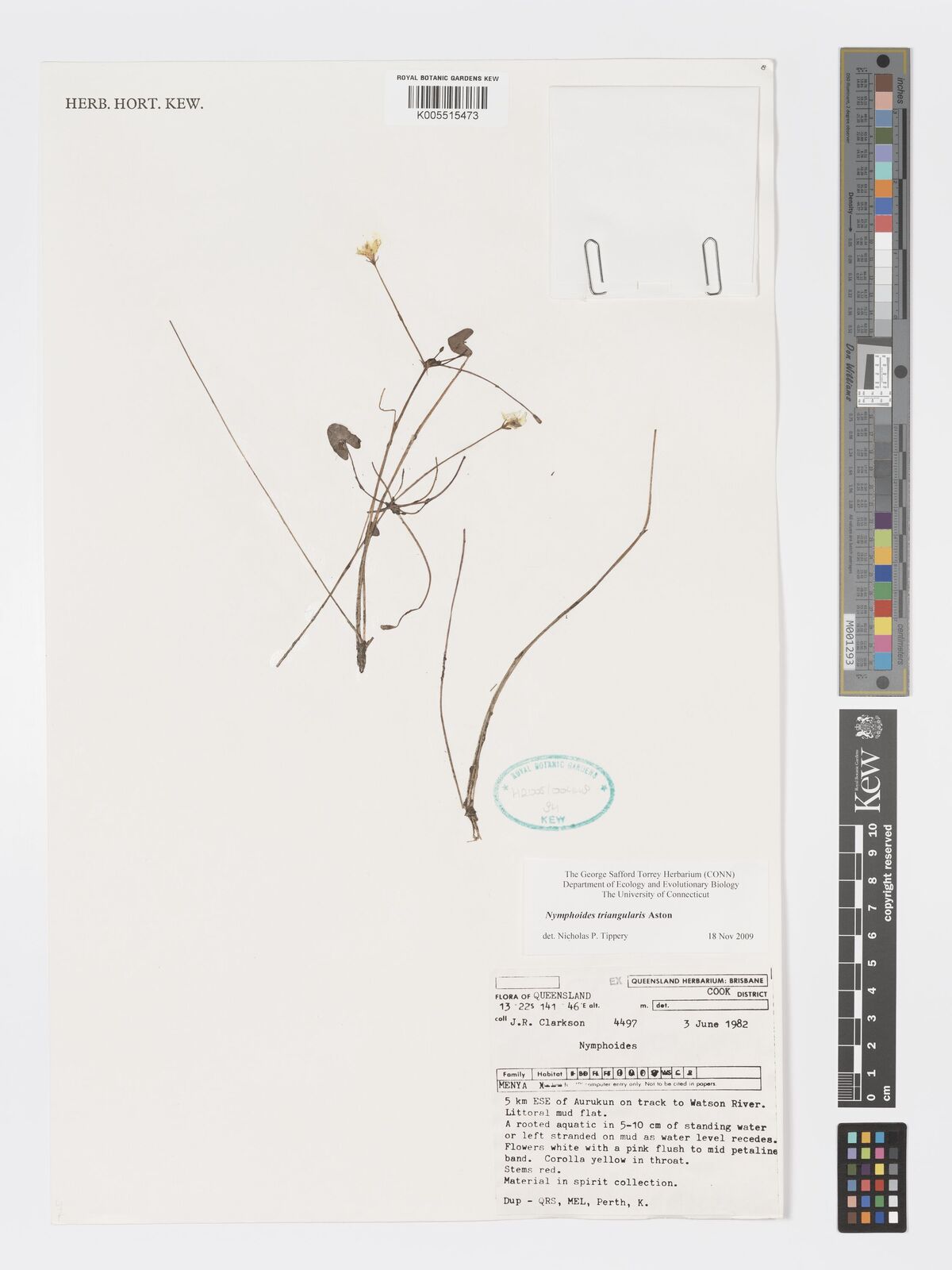 Nymphoides triangularis