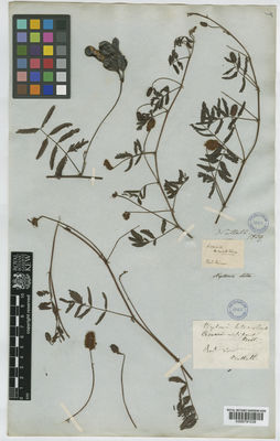 Kew Gardens K000791039:  Nuttall [s.n.] United States