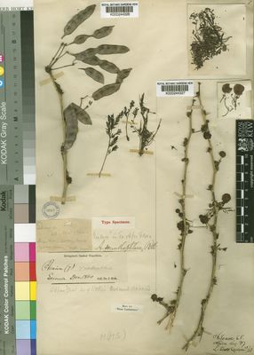 Kew Gardens K000244327:  Scott, L. [s.n.] Mozambique