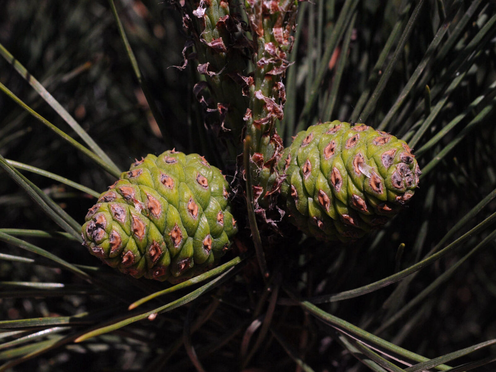 Pinus thunbergii Parl. | Plants of the World Online | Kew Science