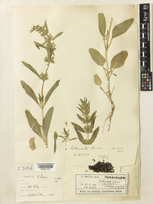 Kew Gardens K000911322:  Gilliat-Smith, B. [2306] Iran