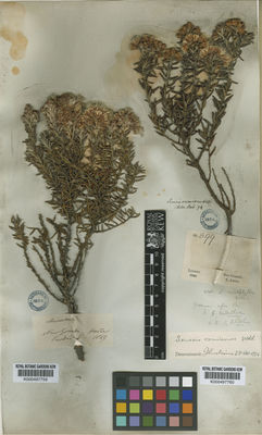 Kew Gardens K000497759:  Purdie [s.n.] Colombia