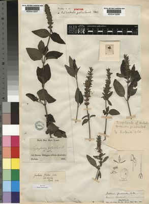 Kew Gardens K000419258:  Holub, E. [s.n.] Botswana