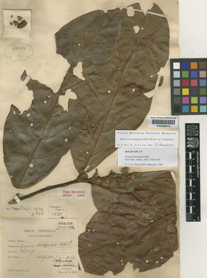 Kew Gardens K000686702:  Burkill, I.H. [7826] Malaysia