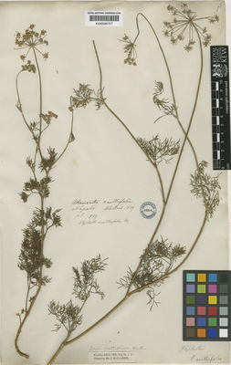 Kew Gardens K000685727:  Wallich [s.n.] Nepal