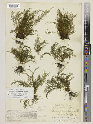 Kew Gardens K000116830:  Giulianetti, A.; English, A.C. [s.n.] Papua New Guinea