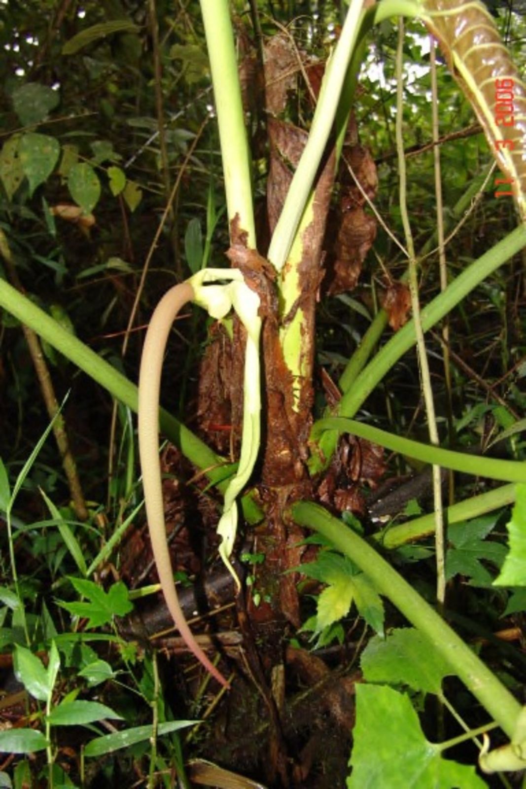 Anthurium dolichostachyum Sodiro | Plants of the World Online | Kew Science