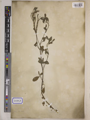 Kew Gardens K001115098:  s.coll. [Cat. no. 2089]