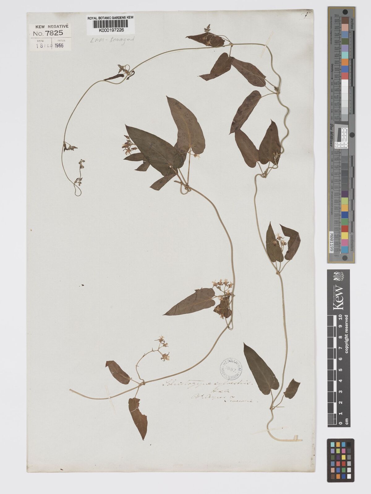 Kew Gardens K000197226:  Tweedie [s.n.] Argentina