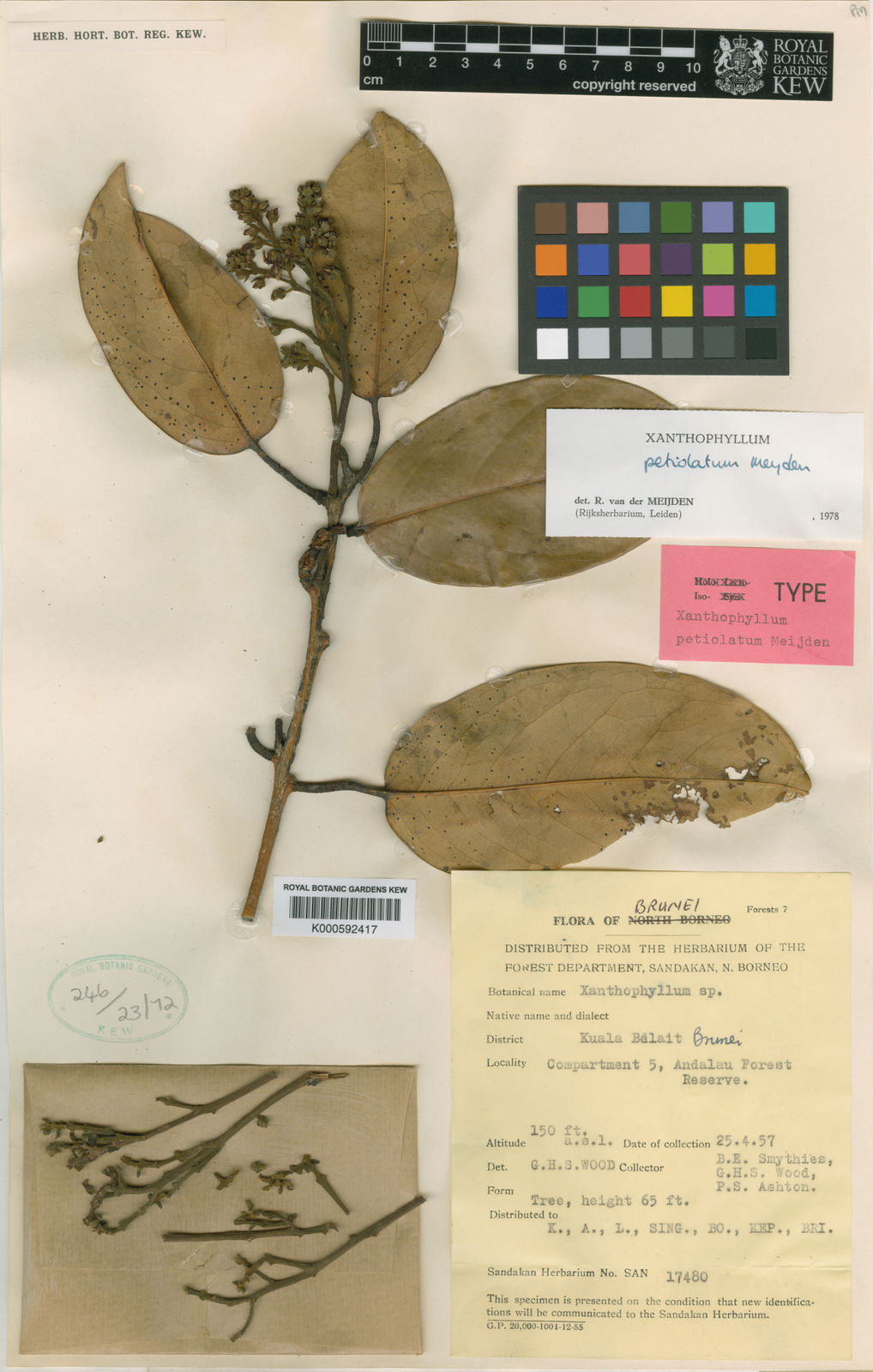 Xanthophyllum Petiolatum Meijden | Plants Of The World Online | Kew Science