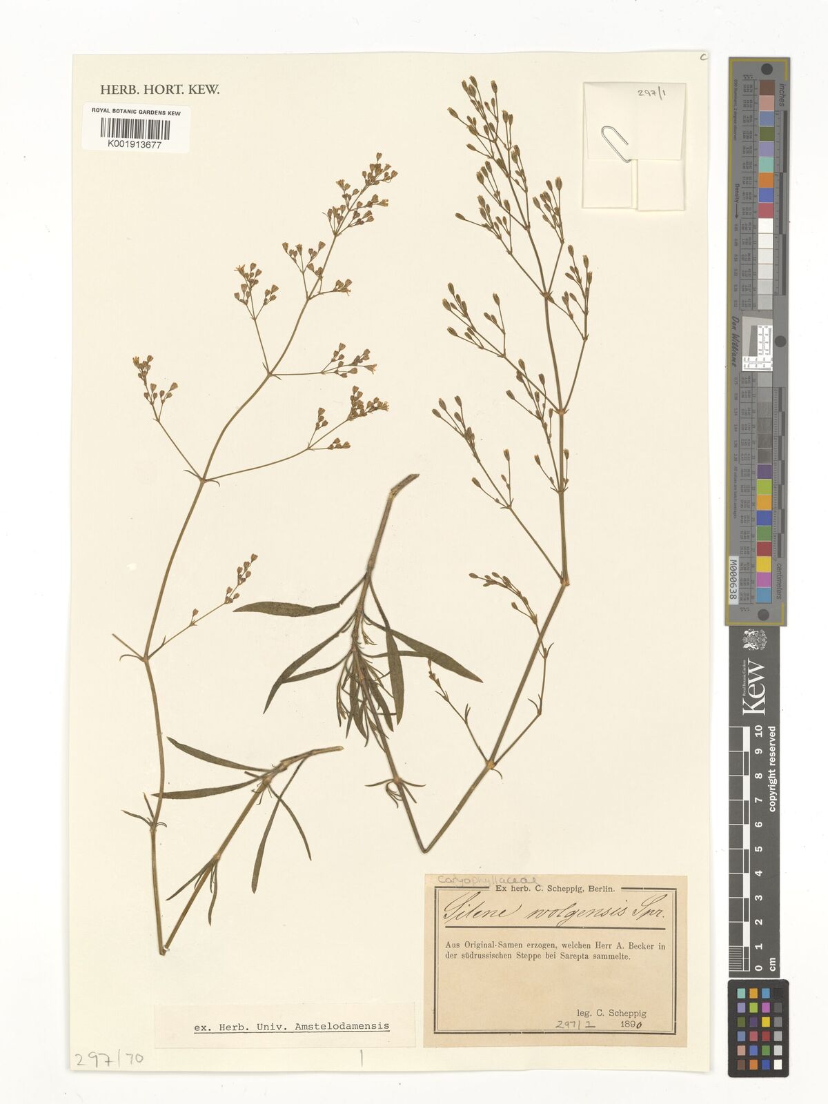 Silene wolgensis