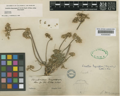 Kew Gardens K000685883:  Douglas, D. [s.n.] United States