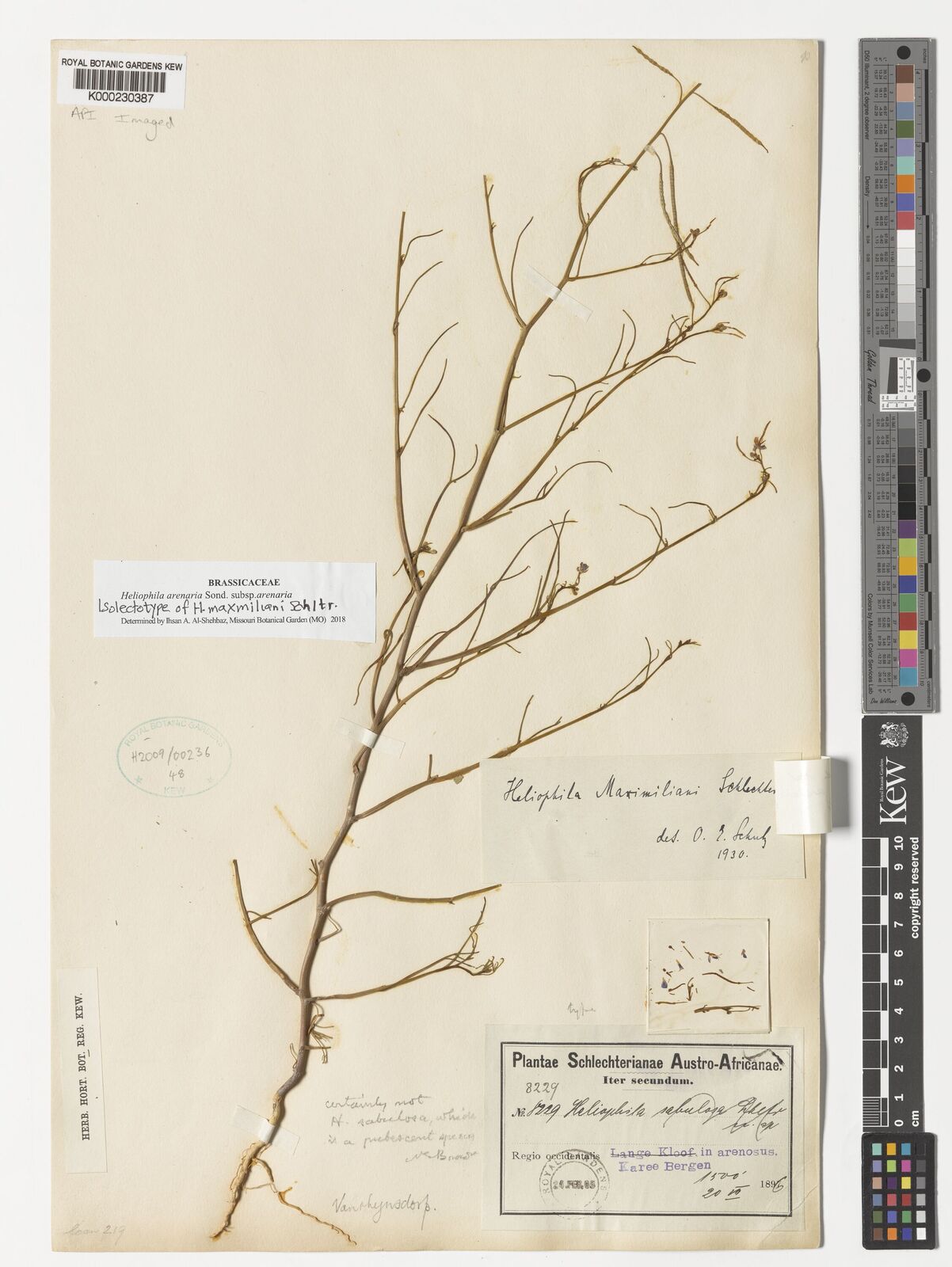 Kew Gardens K000230387:  Schlechter [8229] South Africa