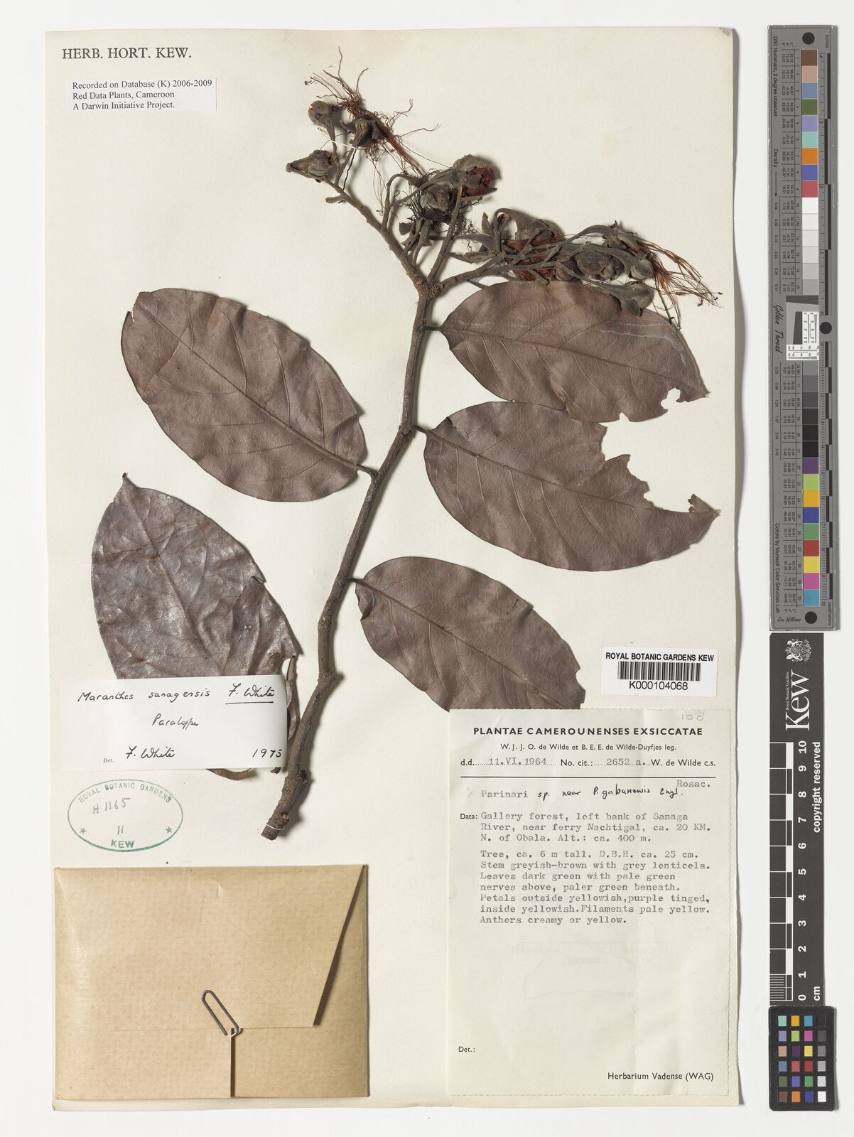 Kew Gardens K000104068:  Wilde, W.J.J.O., de [2652a] Cameroon