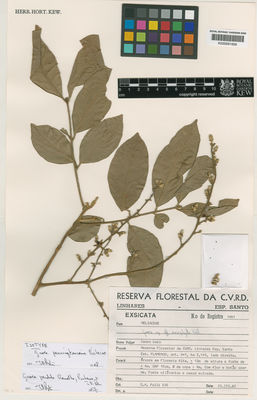 Kew Gardens K000691656:  Folli, D.A. [635] Brazil