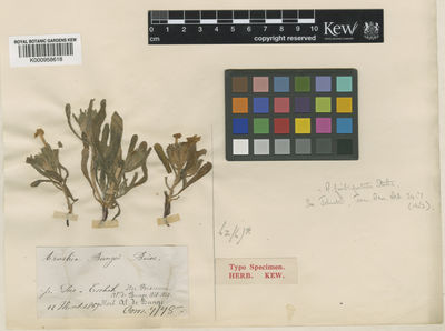 Kew Gardens K000958618:  Bunge, A.A.von [s.n.] Iran