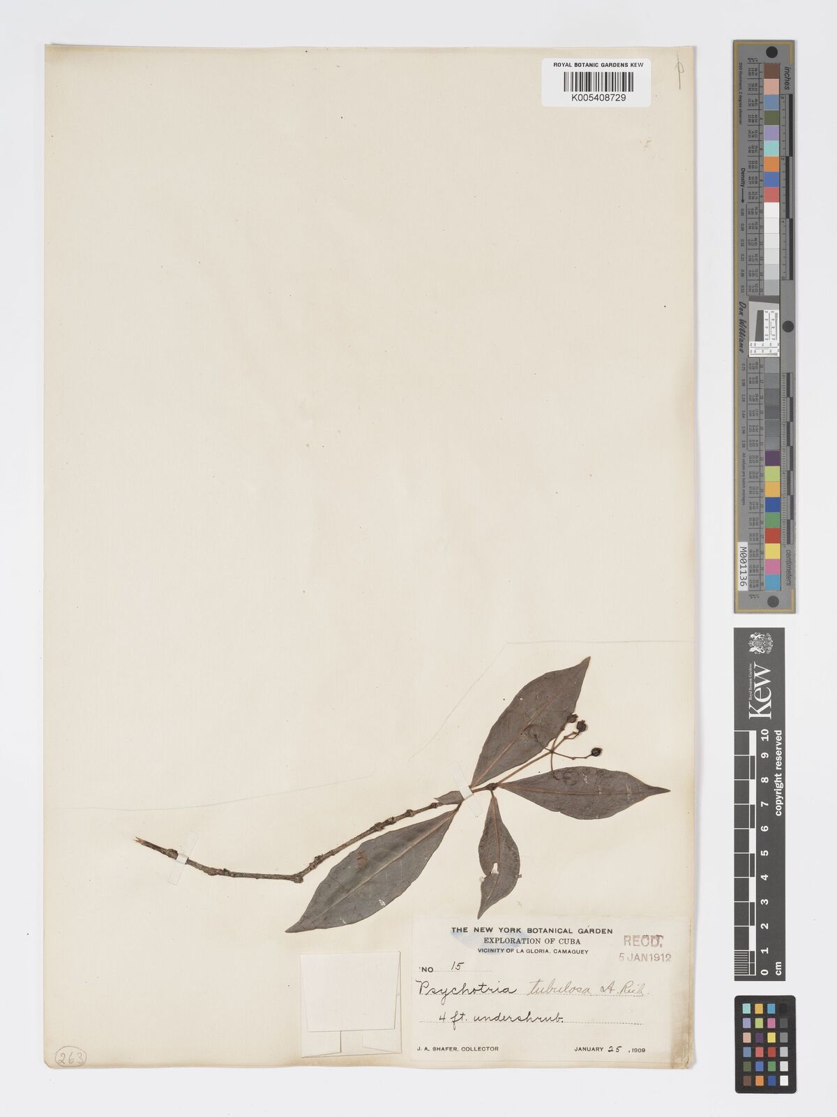 Psychotria tubulocubensis