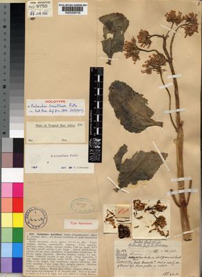 Kew Gardens K000232745:  Snowden, J.D. [556] Kenya