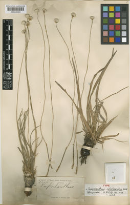 Kew Gardens K000640023:  s.coll. [22315] Brazil