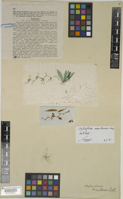 Kew Gardens K000396021:  Lindley collection [s.n.]